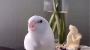 Видео приколы про птиц