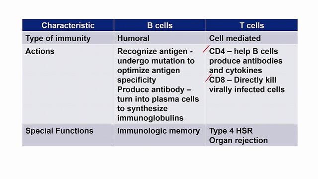 USMLE RX - 6.Иммунология - 1.Клеточные компоненты - 5.Основные функции В- и Т-клеток