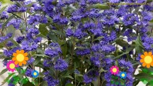 Кариоптерис кландоненский Гранд Блю. Краткий обзор сaryopteris clandonensis Grand Blue (Inoveris)
