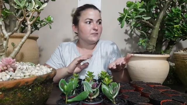 Suculenta JADE смотреть онлайн