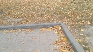 Осень, осень, ну давай у листьев спросим...