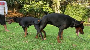 Breeding Doberman Mating Process - Doberman Kawin