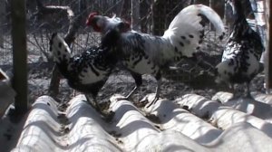 Куры Модерн Новоанглийский, Гамбургские карликовые 2017