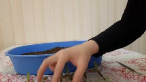 Адениумы из семян на фитильном поливе. 15 дней от посева.Экстренная пикировка🤦♀️.