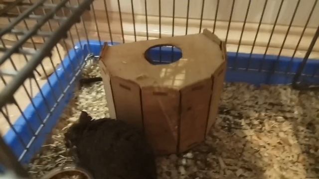 Дегу играют с домиком) Влог из клетки) смотреть онлайн