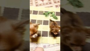 Дрессировка чихуахуа собаки