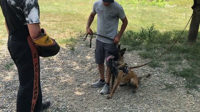 Злая собака № 1 Фокс смотреть онлайн