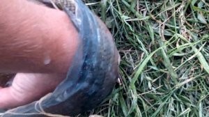 Сазан карп ловиться в реке биюк-карасу