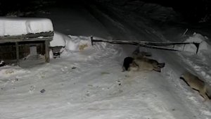 Волки загрызли собаку