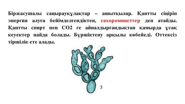 САҢЫРАУҚҰЛАҚТАР -  ТІРІ АҒЗАЛАРДЫҢ ЕРЕКШЕ ПАТШАЛЫҒЫ.