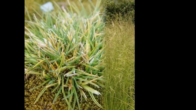ЛУГОВИК (DESCHAMPSIA) сем. Злаки смотреть онлайн