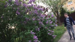 Сказочный сад и  фиолетовый сорт сирени🧞♂️🧞♀️🦄