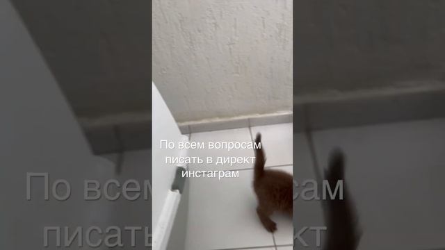 Британская вислоухая кошка / Девочка свободна / Шоколадные  британские котята