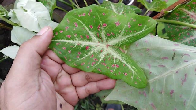 Need help identifying my caladium collections