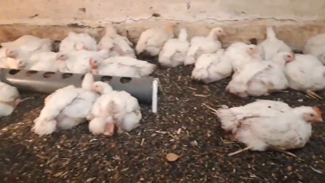 Опять водянка. смотреть онлайн