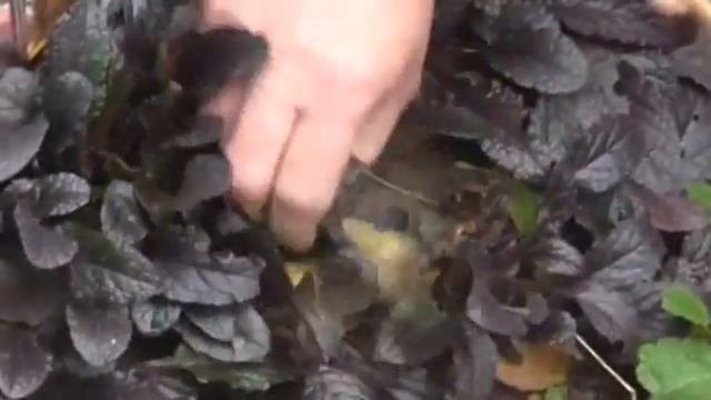 Дизайн сада.Посадка и размножение живучки