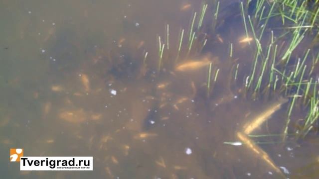 река Осуга смотреть онлайн