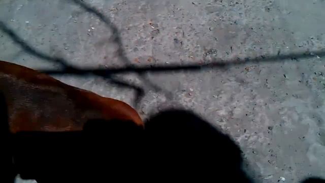 Такса выполняет Апорт! Сommand for the dog Oporto смотреть онлайн