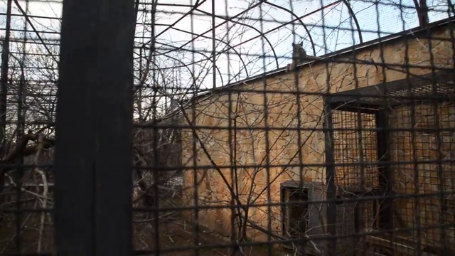 Пума Максик  зовет подругу ! смотреть онлайн