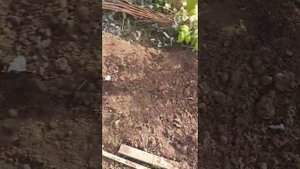 Малину укрываем и закапываем на зиму.