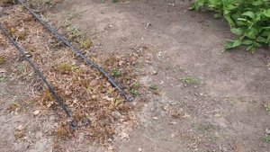 Клубника.  Земляничный клещ. Стеблевая нематода. Как распознать ? Что делать?  25 июня 2022 г.