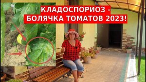 Кладоспориоз томатов - можно ли вылечить?