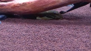 Сом l 200,  Номерной сом Л 200