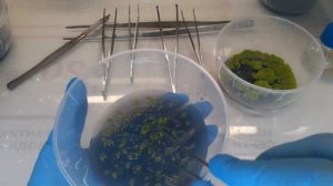 Работа  в стерильных условиях ,Так рождаются ОРХИДЕИ , Посев Семян и пикировка .