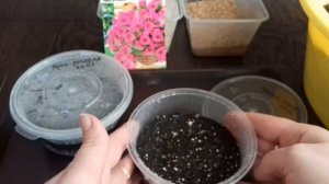 КАЛИБРАХОА из семян. Уход за сеянцами калибрахоа