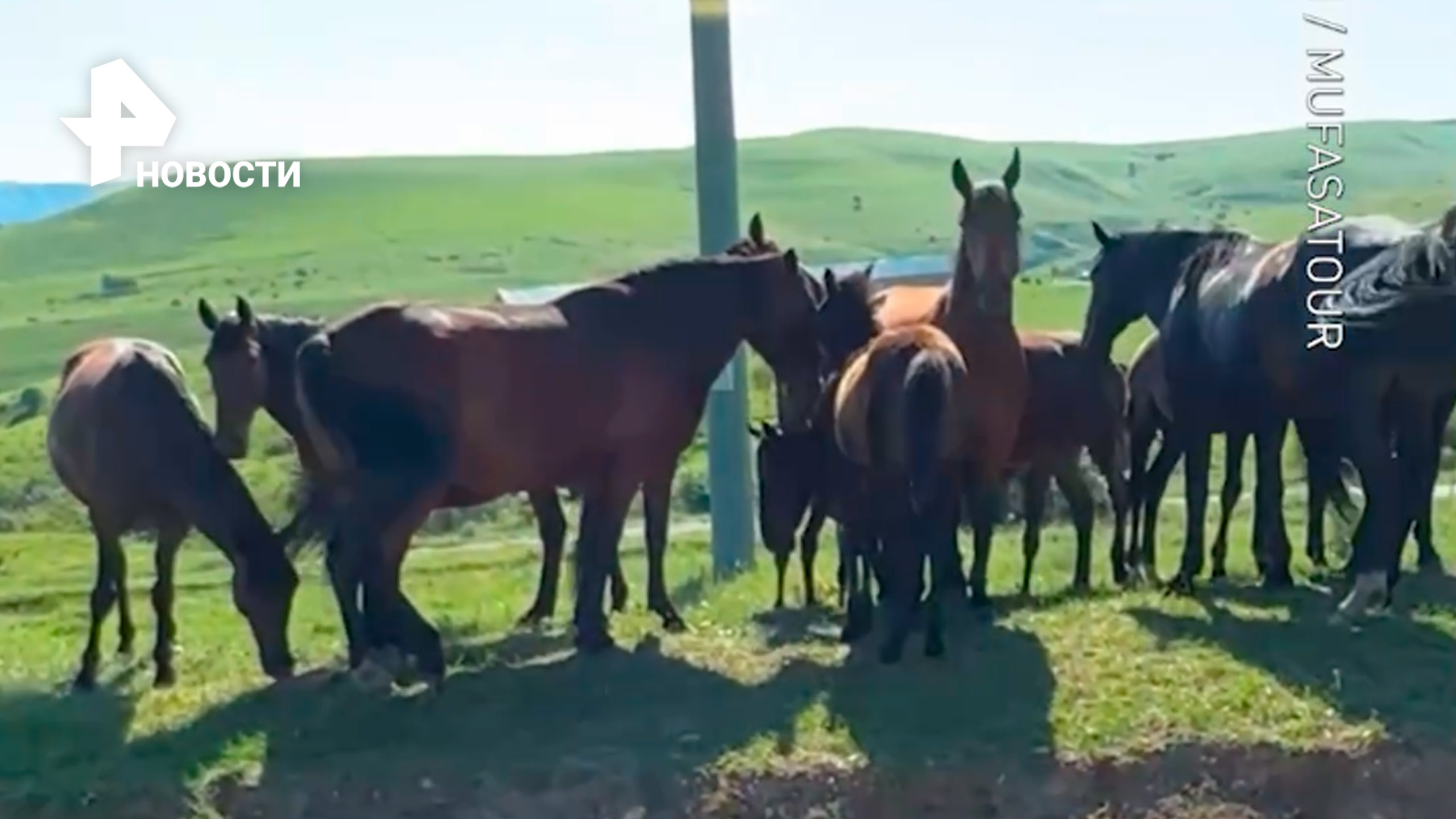 Ничто человеческое им не чуждо: лошади на Кавказе качают головой под рэп / РЕН Новости
