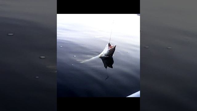 Щучка Свечки зубастой