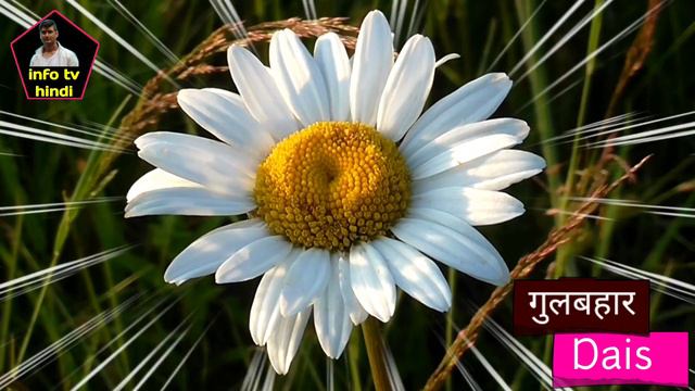 फूलों के नाम हिंदी और अंग्रेजी में || Flowers name in hindi and english || Learn Flowers name смотреть онлайн
