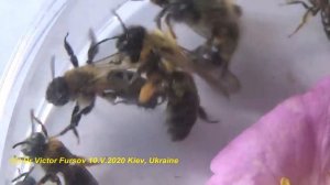 Какие пчелы живут в земле? Какие живут в ульях? Дикие, Земляные, Медоносные Пчелы - Кто Они?