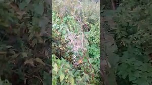 Паук чёрная вдова в курской обл