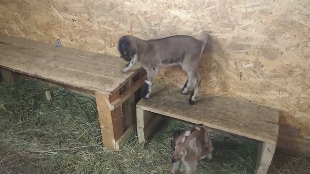 травма ноги , выравниваю козочке ушки, впервые обезрожила , иньекции козлятам . #нубийскиекозлята смотреть онлайн