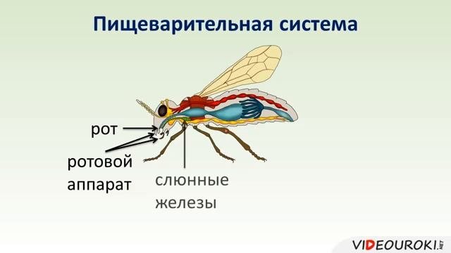 Общая характеристика насекомых