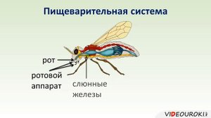 Общая характеристика насекомых