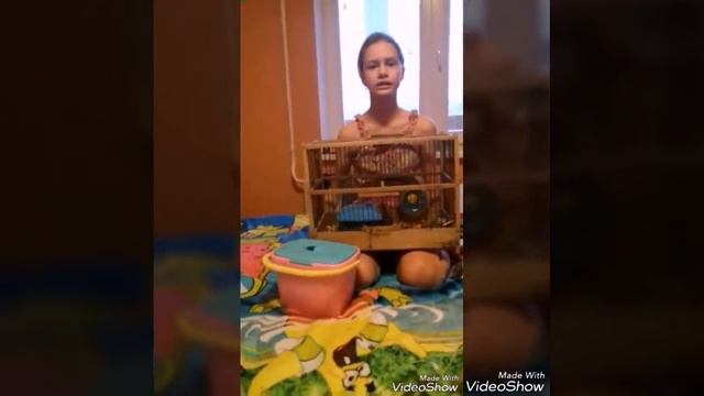 Купание джунгарского хомячка смотреть онлайн