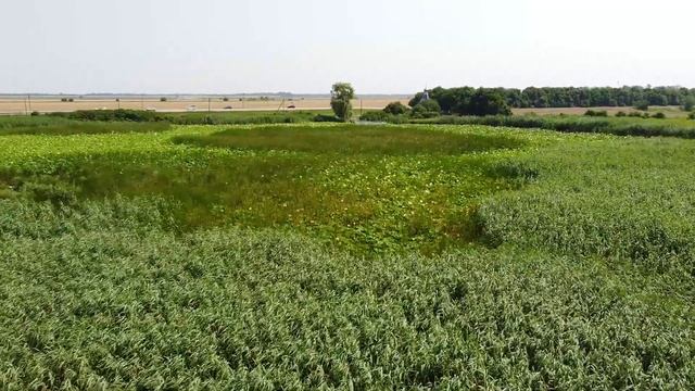Озеро лотосов. С высоты птичьего полета. Белозерный. Lake lotus. Bird's-eye. Belozerny. смотреть онлайн