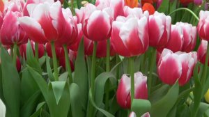 Андрей Дементьев - Никто не знает, что нас ждёт