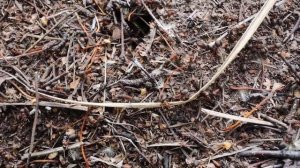 Практическая экология 4 класс. Занятие 22. Как «дружат» живые организмы. Большой муравейник в лесу