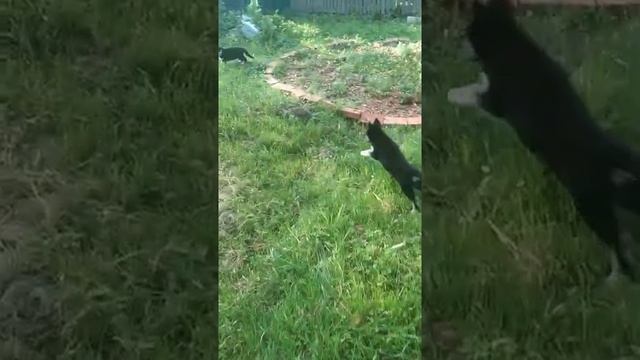 Щенки хаски-полукровки смотреть онлайн