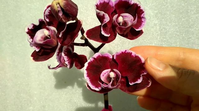 Фаленопсис Summer Breath первое цветение.