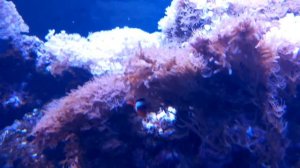 Бриареум Briareum sp. в рифовом аквариуме