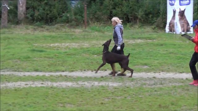 Макелоус Максимум Чемпионат РКФ ИПО 1 С 94 смотреть онлайн