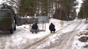 Специалист няганского приюта рассказал, как происходит отлов бездомных собак