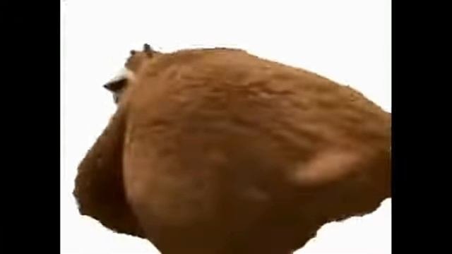 медведь