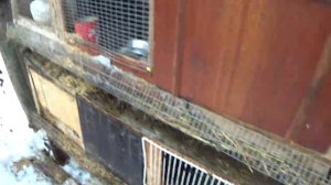 Кролики после МОРОЗА что происходит в ДОМАШНЕМ  ХОЗЯЙСТВЕ