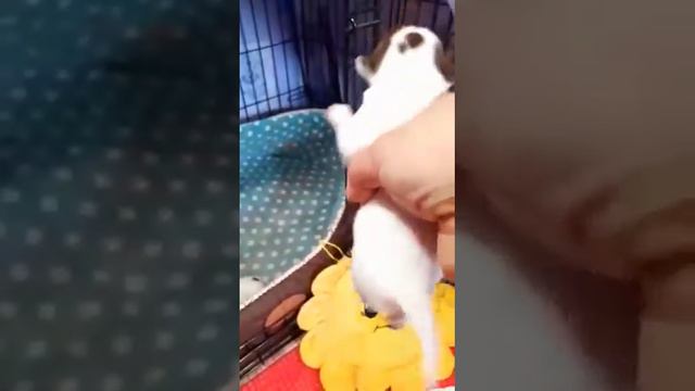 Взвешивание щенков чихуахуа 7 дней
