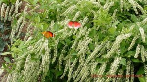 Итея виргинская Генрис Гарнет ? обзор: как сажать, саженцы итеи Генрис Гарнет